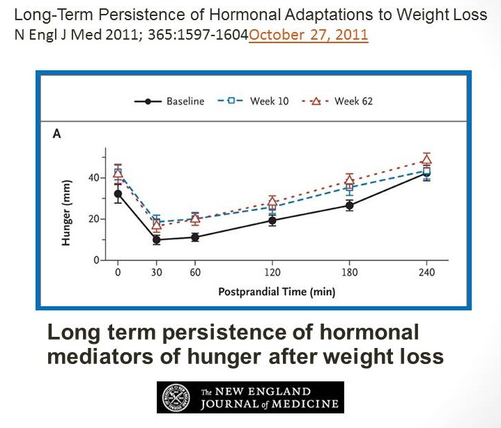 Oh My Gut - redukční diety nefungují - graf hormonů hladu